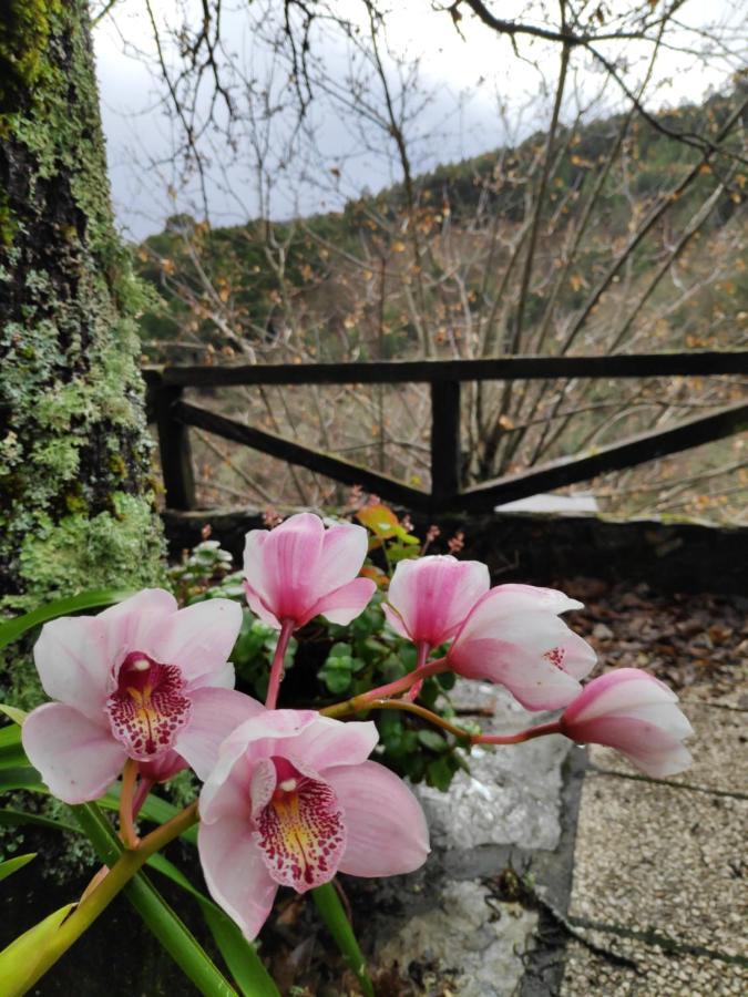 Casa em Xisto na Serra da Lousã, Gondramaz Exterior foto